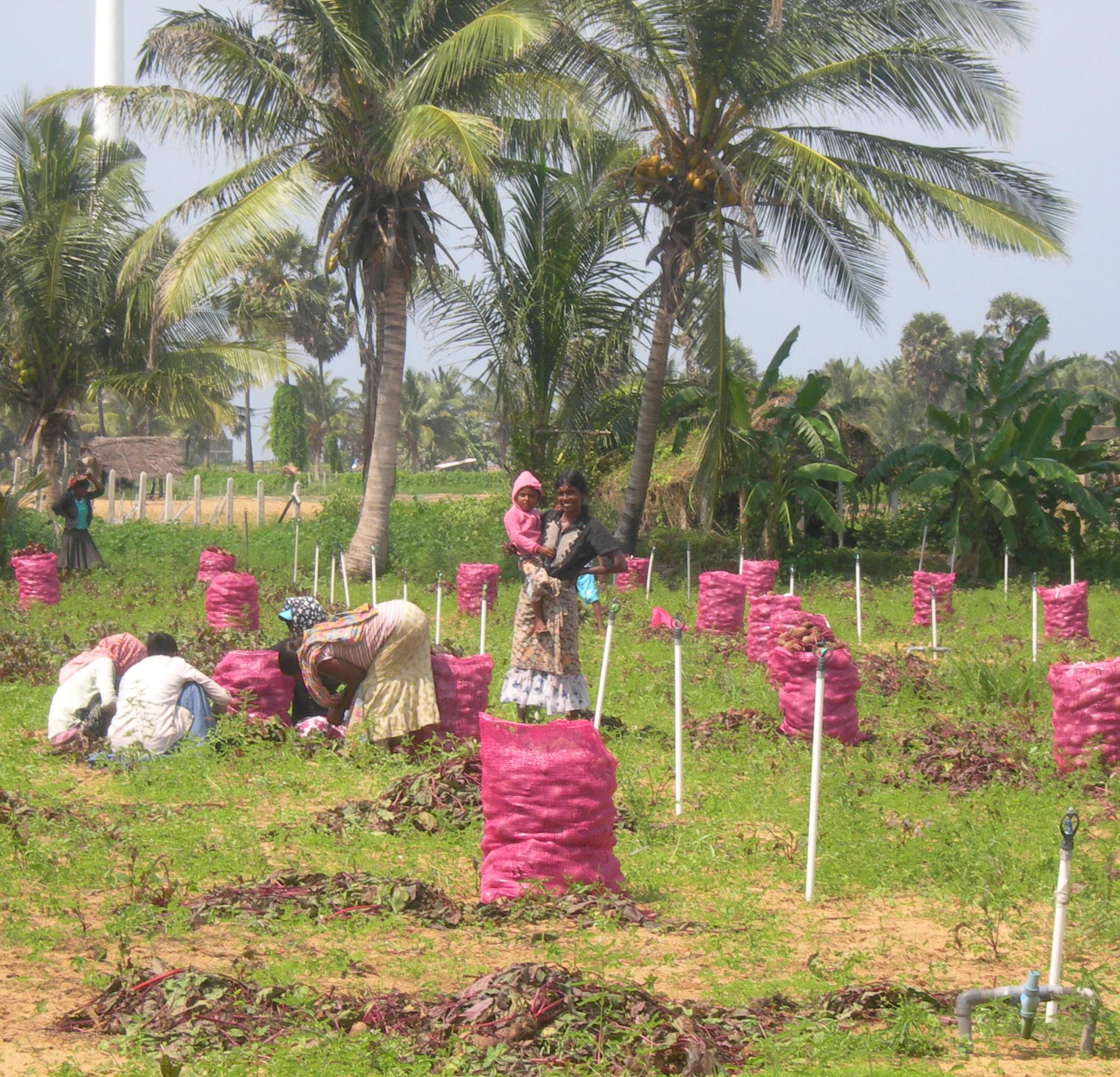 Beyond the Borehole: what do ecosystem services have to do with rural water supply?